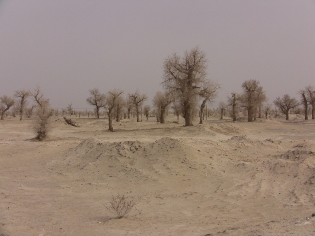 Taklamakan_20
